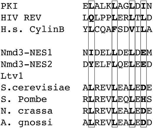 Sequence alignment identifies a potential NES in Ltv1. Ten experimentally validated NES sequences were aligned in Clustal X. Profile alignment was then used to align this NES profile to the S. cerevisiae Ltv1 sequence. Only one sequence was identified in Ltv1, which was then compared to the aligned fungal Ltv1 proteins to determine whether this sequence was conserved between distantly related fungal species. The conserved sequence is shown here.