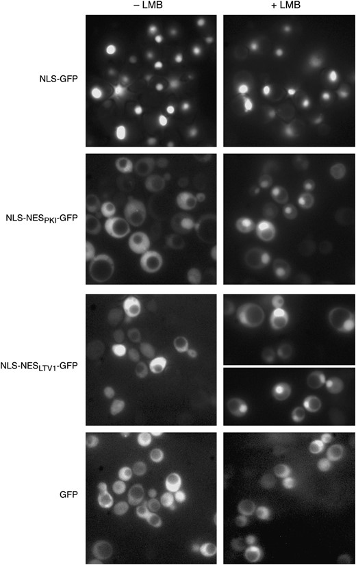 Ltv1 NES is sufficient to drive nuclear export of NLS-GFP reporter. MNY8 cells, transformed with pNLS-GFP (pPS815), pNLS-NESPKI-GFP (pPS1372), pNLS-NES LTV1-GFP (Ld61), or pGFP (pUG23), were grown in selective media to early log phase, collected, and washed in sterile water. Images of cells were captured using fluorescent microscopy and then LMB was added to an aliquot of cells to a final concentration of 100 ng/ml and photographed at 15 min after addition.