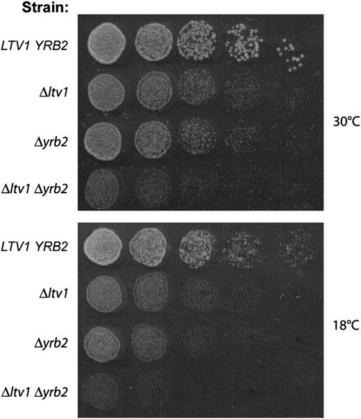 Genetic interaction between LTV1 and YRB2. (A) Wild-type strain LY134 (BY4742), its isogenic derivative LY136 (Δltv1∷KanR), PSY2070 (Δyrb2∷HIS3), and the double-mutant LY181 (Δyrb2∷HIS3 Δltv1∷KanR) were grown to midlog phase in YPD liquid media. Cell density was determined by hemocytometer and each culture was diluted to 3.2 × 106 cells/ml and then serially diluted 1:4 four times. We spotted 5-μl aliquots of each dilution from left to right on two YPD plates, which were incubated at 18° (photographed after 4 days) or at 30° (photographed after 1.5 days).