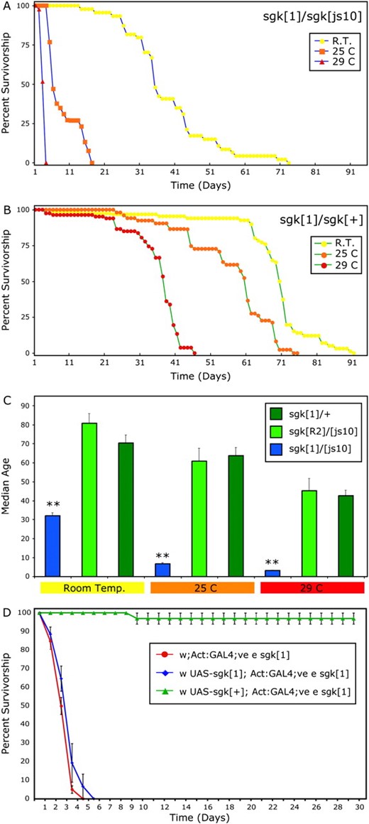Life span analysis and transgenic rescue of sugarkill. Life span curves of sgk [1]/[js10] (A) and sgk [1]/+ (B) at room temperature (yellow), 25° (orange), and 29° (red) indicate reduced longevity in sgk mutant flies. (C) Statistical analysis of median age reveals that mutant (sgk[1]/[js10]) life spans are significantly reduced compared to heterozygote (sgk[1]/+) and revertant (sgk[R2]/[js10]) control strains (Student's t-test, **P < 0.0001). Median age is the age coincident with 50% survivorship of the genotype. Survival curves represent 4–12 independent populations per genotype. Error given is SEM. (D) Expression of wild-type TPI rescues the severely impaired longevity defect of sgk1 mutants. Transgenic UAS-sgk were generated to express wild-type or mutant sgk proteins. Ubiquitous expression of these transgenes using the actin promotor and the GAL 4 system (Act:GAL4) was used to test rescue of the sgk1 mutation. Expression using sgk+ (green) was effective at rescuing sgk1. The GAL4 control (red) and expression of a UAS-sgk1 transgene bearing the M80T mutation (blue) are insufficient to rescue sgk1. Error represents SEM from four independent longevity experiments (n > 50 animals per genotype).
