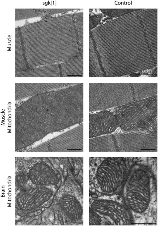 Ultrastructural analysis of sgk1. Transmission electron microscopy of sgk1 mutants reveals no morphological aberrations of indirect flight muscle structure. Myofibrillar Z and M lines appear intact and exist in consistent intervals in both mutant and wild-type control tissue. Muscle mitochondria from sgk1 do not display overt, aberrant morphology and are indistinguishable from control mitochondria. Mitochondria from brain also appear normal in mutant and control samples. Muscle micrographs are from day 5 adults. Brain micrographs are from day 3 sgk mutants and days 3–10 control adults. Bar, 500 nm. N ≥ 3, per genotype.