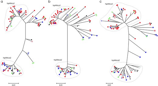 Neighbor-joining phylograms derived from the three genes sequenced in this study: (a) ureI, (b) ureC, and (c) mutY. The three phylogenetic “groups” used for the creation of new alleles in the simulation model broadly correspond to the modern population groups (Falush  et al. 2003) identified previously (i.e., hpAfrica1, hpAfrica2, and the complement of these). Pedigree information is indicated by symbols, where solid red circles indicate family 12; solid blue squares, family 13; solid green triangles, family 21; solid black diamonds, family 39; open red circles, family 48; solid gray circles, family 49; open blue squares, family 50; open green triangles, family 51; open black diamonds, family 52; “*”and “#” indicate the varying placement of individuals 112 and 189, respectively, due to recombination between mutY and the other two genes.