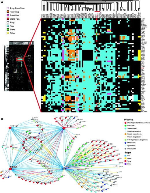 Two-dimensional hierarchical clustering of synthetic genetic interaction profiles. (A) A combined unique set of 144 genetic interactions from dia2Δ query screens reported in this study and in Pan  et al. (2006) were clustered against 284 systematic genetic screens curated from the primary literature (Reguly  et al. 2006). A locally dense region of interactions that contains the dia2Δ profile is expanded and immediate dia2Δ neighbors are indicated by the red bar. The source of each genetic interaction is indicated by the color key. (B) Shared interactions among dia2Δ, rtt101Δ, rtt107Δ,, and mms1Δ. Network shows all interactions retrieved from the full 284-screen data set for each of the four nodes. Edges are colored by interaction source; nodes are colored by the same GO biological processes as in Figure 2.