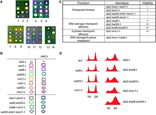 The DNA checkpoint is required for viability of a dia2Δ strain. (A) Representative tetrads were dissected for dia2Δ mec1Δ sml1Δ, dia2Δ rad53Δ chk1Δ sml1-1, dia2Δ rad9Δ rad24Δ, and dia2Δ mrc1Δ rad9Δ heterozygous diploids. Wild-type spores are unmarked, as are inviable spores whose genotype could not be inferred. The dia2Δ rad53Δ chk1Δ cross carries an unmarked sml1-1 allele to allow viability of the rad53Δ mutation. Note that, in the last tetrad shown, rad53Δ alone is inviable because sml1-1 did not segregate to this spore clone; however, specific inviability of dia2Δ rad53Δ sml1-1 was inferred from the viability of rad53Δ chk1Δ sml1-1 in the adjacent cross, as well as from other tetrads not shown. The mrc1Δ rad9Δ cross carries a <RNR1 LEU2 2μm> plasmid to maintain viability of the mrc1Δ rad9Δ double mutant. (B) Legend for determined genotypes. (C) Summary of genetic interactions. Minus sign indicates full inviability; plus sign indicates full viability. (D) Failure of various DNA damage checkpoint mutants to bypass the G2/M cell cycle delay of dia2Δ strains. DNA content of asynchronous cultures of the indicated strains was determined by FACS analysis.