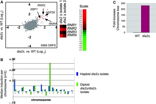 Dia2 is required to ensure faithful chromosome transmission. (A) Induction of RNR transcripts in a dia2Δ strain. Two replicate dia2Δ haploid isolates were competitively hybridized against wild-type control mRNA on genomewide microarrays (5989 ORFs detected) and plotted against one another. The top 10 induced genes in the dia2Δ strain (fold increase indicated in parentheses) were MET17 (6.5×), GPH1 (4.2×), HSP26 (3.4×), RNR4 (2.9×), YGP1(3.0×), RNR2 (3.4×), HSP12 (3.0×), YMR250w (3.1×), XBP1 (2.3×), and LAP4 (2.1×). Signals for RNR genes in replicate dia2Δ hybridizations are shown separately. (B) Aneuploidy in dia2Δ mutants detected by microarray analysis. Median gene induction per chromosome was calculated for independent haploid and homozygous diploid dia2Δ isolates. (C) Chromosome loss rates. Wild-type and dia2Δ strains bearing an artificial test chromosome (CFIII-SUP11-HIS3) were plated onto nonselective media for 2 days and scored for half red/white colonies (i.e., first division missegregation events). At least 2400 colonies were scored per strain.