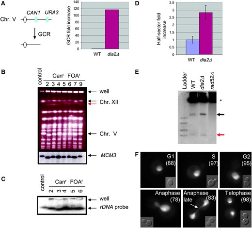 Increased GCR rate is correlated with hyperrecombination at the rDNA locus in dia2Δ cells. (A) Assay used to detect gross chromosomal rearrangements. Sensitivity to canavanine (can) and 5-FOA selects for colonies that have undergone simultaneous loss of both genes via a GCR event. GCR rates were from two independent experiments; fold induction was calculated as the mean of dia2Δ GCR rate divided by the mean GCR rate of the parental control strain. (B) Chromosomal DNA from a control and seven independent canr 5-FOAr dia2Δ isolates was resolved by PFGE, stained with ethidium bromide, and probed with a Chr V-specific MCM3 sequence. (C) Chromsomal DNA from five of the same isolates was rerun and probed with a 35S rDNA sequence. (D) Recombination at the rDNA locus. Wild-type and dia2Δ strains bearing an ADE2 marker at the rDNA locus were plated onto rich medium and grown for 3 days. Recombination rates were calculated from counting first division missegregation events for at least 20,000 colonies. Bars indicate standard error. (E) Accumulation of ERCs. Genomic DNA isolated from each of the indicated strains was resolved by electrophoresis and probed with rDNA sequences. Asterisk indicates chromosomal rDNA and arrows point to mono- and multimeric ERCs (red and black arrows, respectively). (F) Subcellular localization of Dia2GFP. A wild-type strain expressing Dia2GFP was grown to log phase and visualized by fluorescence microscopy. Dia2GFP signal that segregates late in anaphase as a string of fluorescence stretched across the bud neck is indicated by the arrow. Numbers in parentheses indicate the percentage of cells that show nucleolar Dia2 localization at each cell cycle stage.