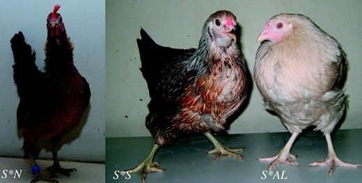 Chickens expressing the wild type (S*N), Silver (S*S), and sex-linked imperfect albinism (S*AL) phenotypes.