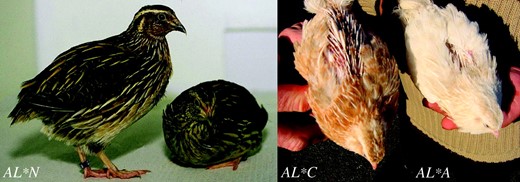 Japanese quails expressing the wild type (AL*N), cinnamon (AL*C), and sex-linked imperfect albinism (AL*A) phenotypes.