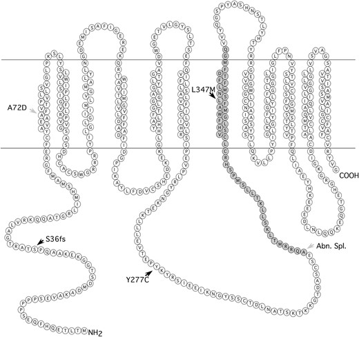 Membrane topology prediction of the SLC45A2 protein using TMHMM (v. 2.0; http://www.cbs.dtu.dk/services/TMHMM-2.0/). The locations of the frameshift mutation (S36fs) associated with imperfect albino (S*AL) and the two missense mutations Y277C and L347M associated with Silver (S*S) in chicken are indicated by solid arrowheads. The A72D mutation associated with cinnamon (AL*C) in Japanese quail is marked with a shaded arrowhead. The missing amino acids in the SLC45A2 protein encoded by sex-linked imperfect albinism (AL*A) in Japanese quail are shaded. Abn.Spl., aberrant splicing.