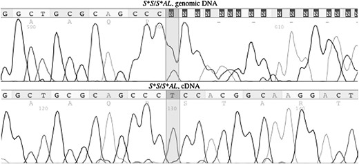 Sequence traces for part of chicken SLC45A2 exon 1 indicating nonsense-mediated mRNA decay (NMD) of the S*AL transcript. The top sequence shows sequenced genomic DNA of a chicken heterozygous for 106delT; position 106 is heterozygous T/delT and the two sequences are out of frame after this position. The bottom sequence shows the cDNA sequence from the same individual; only the wild-type sequence is apparent.