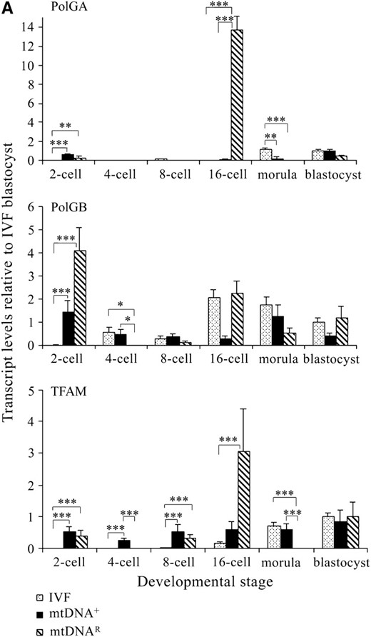 Expression of mtDNA replication factors in NT-generated preimplantation embryos. (A) mRNA levels for PolGA, PolGB, and TFAM in IVF- and NT-generated embryos. NT embryos were derived using mtDNA+ and mtDNAR donor cells. Embryos were analyzed in pools of five. mRNA levels were quantified using real-time RT–PCR and relative levels expressed as a ratio of those for IVF blastocysts (value = 1). Overall significance and significance between embryo groups at each developmental stage for each gene were determined using a two-way ANOVA test. Bonferroni post tests were then performed to determine the significance of differences between individual stages of development for each gene where *P < 0.05, **P < 0.01, and ***P < 0.001. (B) ICC analysis of 4-, 8-, and 16-cell and blastocyst stage mtDNA+ and mtDNAR preimplantation embryos for protein expression of POLGA (FITC; green). POLGA was detected with the Alexa Fluor 488 anti-rabbit IgG secondary antibody (Molecular Probes) and individual embryos were imaged using a Leica DM IRE2 confocal microscope (×63 objective and ×3 digital zoom). FITC was excited at 488 nm and emitted between 500 and 535 nm. (C) ICC analysis of TFAM (rhodamine; red) protein levels in 4-, 8-, and 16-cell stage mtDNA+ preimplantation embryos. TFAM was detected with the Alexa Fluor 594 anti-goat secondary antibody and was excited at 594 nm and emitted between 600 and 700 nm. Identical gain and photo multiplier settings were applied as described in materials  and  methods.