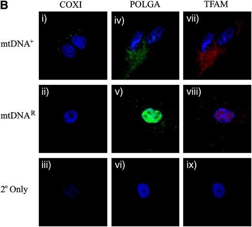 Expression of mtDNA replication factors in SFF2 (caprine) cells cultured with and without EtBr. (A) mRNA levels for TFAM, PolGA, and PolGB were determined by RT–PCR and real-time PCR throughout the period in culture (Untr, 8, 27, and 41 days, and mtDNAR and mtDNA+) and normalized to β-actin. mRNA levels are presented relative to Untr (value = 1). Bars represent mean ± SEM. Overall variation and differences between individual samples during the period in culture were analyzed for significance using a one-way ANOVA test with Bonferroni post hoc tests for each gene. Individual time points significantly different from Untr were denoted by **P < 0.01 and *** P < 0.001. The difference between the final treated (mtDNAR) and untreated (mtDNA+) samples was also tested by Bonferroni post hoc tests and significance is indicated by adjoining lines. (B) Detection of the mtDNA-encoded COXI protein using a FITC 488-conjugated secondary antibody with excitation at 488 nm and emission at 515–565 nm (green; i–iii). POLGA was detected using a FITC 488-conjugated secondary antibody (green; iv–vi) at 488 nm for excitation and emission at 515–565 nm while TFAM was detected with a rhodamine 594-conjugated secondary antibody with excitation at 450 nm and emission at 580–590 nm (red; vii–ix). Images were acquired at ×100 objective using an Axioplan 2 imaging system, HBO100 (Zeiss). Controls using only the secondary antibodies (2° only; iii, vi, and ix) showed no staining.