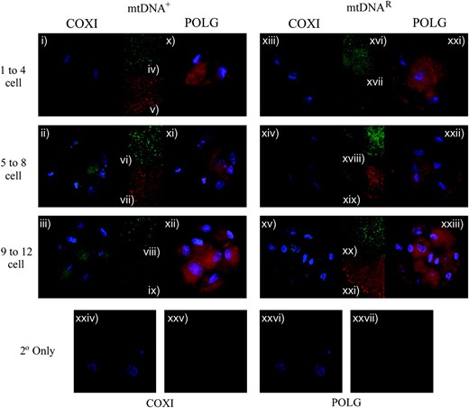 The expression of COXI and POLG in preimplantation NT embryos generated using O. aries oocytes and C. hircus donor cells containing either mtDNA+ (i–xii) or mtDNAR (xiii–xxiii) cells. The mtDNA-encoded COXI antibody was detected using a FITC 488-conjugated secondary antibody by excitation at 488 nm and emission at 515–565 nm (i–iii for mtDNA+ embryos and xiii–xv for mtDNAR embryos). POLG was detected using a rhodamine 594-conjugated secondary antibody following excitation at 450 nm and emission at 580–590 nm (x–xii for mtDNA+ embryos and xxi–xxiii for mtDNAR embryos). Embryos were also counterstained with DAPI, which was excited at 395 nm and detected at 420 nm. Whole embryos were imaged at ×100 on an Axioplan 2 imaging system (Zeiss). Additionally, confocal microscopy using a Leica DM IRE2 (×63 objective, ×2 digital zoom) allowed imaging at higher magnification to confirm the presence of the two proteins, COXI (iv, vi, and viii for mtDNA+ embryos; xvi, xviii, and xx for mtDNAR embryos) and POLG (v, vii, and ix for mtDNA+ embryos; xvii, xix, and xxi for mtDNAR embryos). For confocal, FITC (COXI) was excited at 488 nm and detected between 500 and 535 nm, and rhodamine (POLGA) was excited at 594 nm and detected between 600 and 700 nm. Controls using only the secondary antibodies (2° only and DAPI) for COXI (xxiv) and POLG (xxvi) showed no staining under fluorescence microscopy. Additionally, each 2° only was imaged under confocal microscopy (without DAPI staining) for COXI (xxv) and POLG (xxvii).