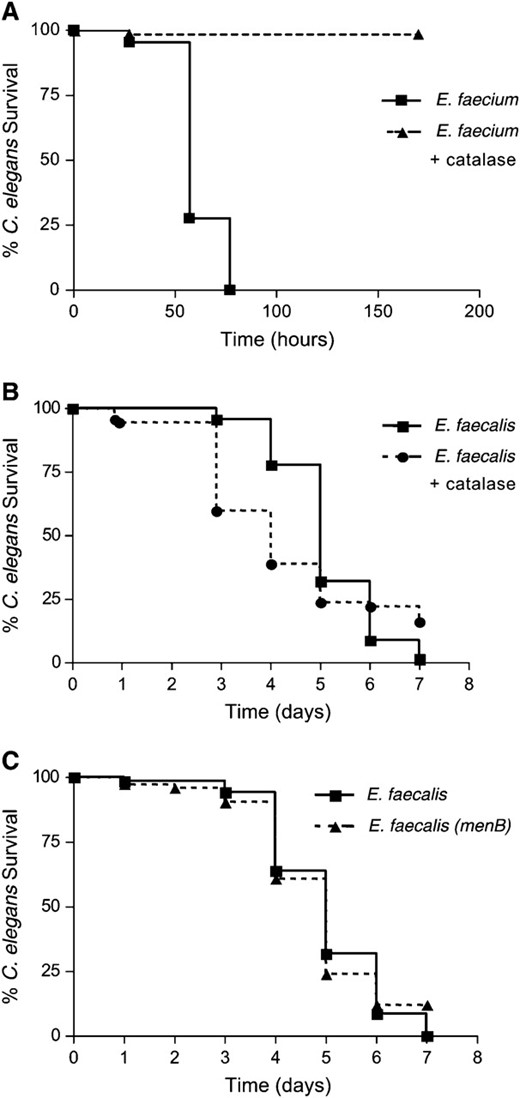 E. faecalis is not killing C. elegans by production of ROS, unlike E. faecium. (A) Killing of N2 worms exposed to E. faecium (TX4114), grown anaerobically, with and without addition of 1000 units of catalase; P < 0.0001. (B) Killing of N2 worms exposed to E. faecalis (OG1RF) with and without addition of 1000 units of catalase; P = 0.1813. (C) Killing of N2 worms exposed to E. faecalis wild type (OG1RF) compared to the menB mutant (PW18) (Huycke  et al. 2001); P = 0.9435. These experiments were repeated three times with similar results.