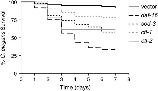 Reduction of ctl-1, ctl-2, and sod-3 by RNAi reduces the resistance of daf-2 worms. daf-2 worms were fed E. coli-expressing control vector or vectors expressing the RNA of ctl-1, ctl-2, or sod-3 prior to exposure to E. faecalis. The survival for all was significantly different compared to the vector control by the log-rank test: ctl-1 (P = 0.0130), ctl-2 (P < 0.0001), and sod-3 (P < 0.0001).