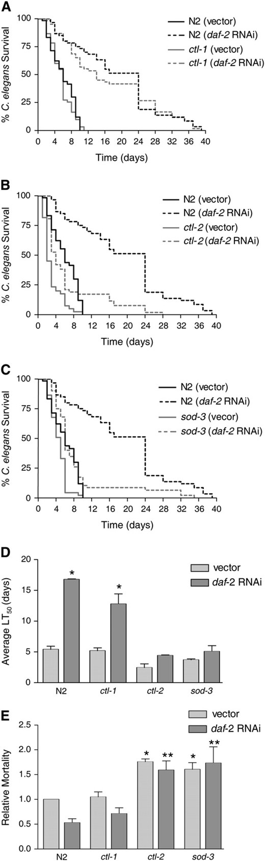 Mutations in ctl-2 and sod-3 significantly reduce daf-16-mediated resistance to E. faecalis, but a mutation in ctl-1 does not. The following strains were fed control vector or daf-2 RNAi prior to exposure to E. faecalis. Killing by the pathogen was assessed by survival over time. (A) N2 and ctl-1(u800)II (Petriv and Rachubinski 2004). (B) N2 and ctl-2(ua90)II (Petriv and Rachubinski 2004). (C) N2 and sod-3(gk235)X. (D) The average time to death (LT50) for the experiments shown in A–C. The average was calculated from two independent experiments each with an N of 60–90 worms (also presented in Table 1). The error bars correspond to the standard error. The asterisks represent a statistically significant difference (P < 0.05) in the survival of the strain upon daf-2 RNAi. (E) The LT50 of both E. faecalis (killing assay) and E. coli (longevity assay) was determined for each strain/RNAi condition (Table 1). The relative mortality of the worms on the pathogen (E. faecalis) compared to the nonpathogen (E. coli) was calculated as previously described (Tenor  et al. 2004). The average from two independent experiments, each with an N of 60–90 worms, is shown. The error bars correspond to the standard error. Unpaired t-tests compared the significance of the differences between groups. An asterisk indicates a significant difference (P < 0.05) compared to N2 worms exposed to vector. Two asterisks indicate a significant difference (P < 0.05) compared to N2 worms exposed to daf-2 RNAi.