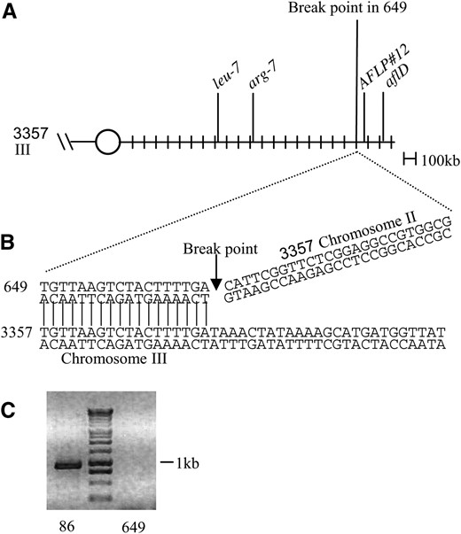 Identification and characterization of the deletion in strain 649. (A) Schematic of linkage group VII located on chromosome III in the wild-type strain NRRL 3357. (B) The exact break point is determined. A region of sequence obtained using Genome Walker is shown. Horizontal lines represent the region of 649 DNA that aligns with chromosome III in NRRL 3357. The arrow indicates where the 649 DNA no longer aligns with chromosome III and begins to align with chromosome II in NRRL 3357. (C) The region of DNA near the telomere of chromosome III has been deleted in strain 649. PCR primers AAU1F and AAU1R amplify a region that is ∼2 kb away from the end of the 1047283863273 scaffold. These primers amplify a 936-bp product from wild-type 86 genomic DNA. Ethidium bromide-stained agarose gel (1% w/v) is shown. The 1-kb ladder from Promega was used as a size standard.