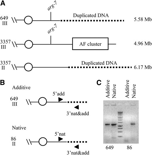 Identification and characterization of the addition in strain 649. (A) Schematic of deletion and addition in strain 649. The dotted line represents the DNA duplicated in 649. Chromosomes II and III from the wild-type strain NRRL 3357 are shown. Chromosome III in 649 contains a region from the wild-type chromosome II. Chromosome size is indicated on the right in Mb. (B) The rearrangement of DNA in strain 649 is the result of an addition and not a translocation. 5′add, 3′nad&add, and 5′nat are DNA oligos used to amplify the PCR products. The primers 5′add and 3′nat&add were designed to amplify a 1200-bp fragment spanning the chromosome II/chromosome III unique junction sequence in 649 to confirm the Genome Walker results. Primers 5′nat and 3′nat&add were designed to amplify a 1159-bp fragment from chromosome II in the wild-type strain, which contains a portion of the sequence obtained by Genome Walker and extends toward the centromere. This region of DNA would not be present if a translocation event had occurred. (C) Ethidium bromide-stained agarose gel (1% w/v) is shown. The 1-kb ladder from Promega was used as a size standard.