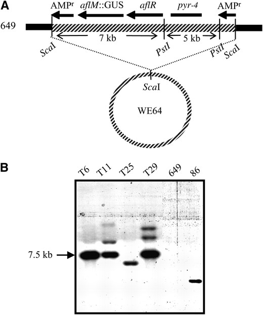 Transformation of 649 pyr with a single copy of aflR. (A) WE64 carrying aflM∷GUS and aflR was linearized with ScaI within the ampicillin resistance gene and transformed into strain 649 pyr. (B) Southern blot of genomic DNA from transformants (T6, T11, T25, and T29), strain 649, and strain 86 probed with radiolabeled aflR. Transformants containing multiple copies in tandem resulted in a 7.5-kb PstI band of hybridization (T6, T11, and T29). Transformants containing more than one copy of WE64 at different locations in the genome produce multiple bands on the blot (T11 and T29). T25 contains a single copy of aflR and the intensity of the band is similar to the band produced with strain 86.