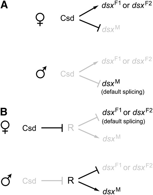Two models of the genetic regulation of honeybee dsx splicing. Arrows represent activation and lines with a bar indicate suppression. Active genes and interactions are in black whereas inactive ones are in gray. (A) The activator model, where the male form of dsx splicing is the default. In females, functional Csd either directly or indirectly activates the female-specific splicing to give rise to Am-dsxF1 or Am-dsxF2. (B) The repressor model. In females, functional Csd suppresses or inactivates R to allow the default female-type splicing to take place, whereas in males the presumed repressor R suppresses the splicing of the female-specific exon to generate the male-type mRNA, Am-dsxM.