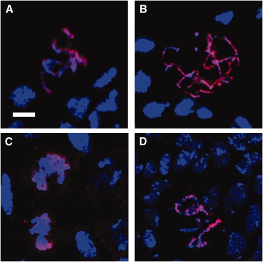 Chromosome morphology in hybrid brains. In A–D, DNA is shown in blue and PH3 in red. (A) D. simulans mitotic figure with condensed and clearly defined chromosomes. (B) Many (>50%) mitotic figures in Df(1)Hmr− hybrid male larval brains show a diffuse thread-like chromosome morphology. (C) In FM7/Xsim hybrid females, mitotic chromosomes are generally undercondensed, despite their positive PH3 signal. (D) Df(1)Hmr−/Xsim hybrid female with normal-appearing mitotic chromosomes. Bar, 5 μm.