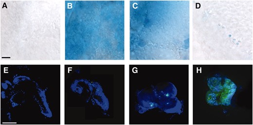 Cell death is increased in 0.7% NaCl cultured third instar hybrid male brains. (A–D) Trypan blue staining of dead cells. The surface of the central region of a single brain hemisphere is shown in A–H. (A) D. melanogaster brain showing no cell death after incubation in 0.7% NaCl for 1 hr. (B) Hybrid male brains incubated under the same conditions show massive cell death. (C) As a positive control, D. melanogaster brains cultured in 10 mm cycloheximide for 1 hr and allowed to recover for 30 min to induce cell death similarly show intensive staining with Trypan blue. (D) Hybrid male brains incubated in Grace's media for 1 hr instead of 0.7% NaCl. The number of dead cells is greatly diminished. Single-species brains incubated in Grace's media had virtually no Trypan blue staining (data not shown). Bar, 50 μm for A–D. (E–H) Annexin V staining to visualize apoptosis. Neither D. melanogaster (E) nor hybrid brains incubated in 0.7% NaCl (F) or Grace's media (G) display many apoptotic cells. (H) A positive control in which apoptosis was induced in D. melanogaster brains by cycloheximide. Bar, 1 mm for E–H.