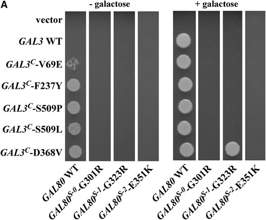 Allele-specific intergenic suppression of GAL80S-1-G323R by GAL3C-D368V. (A) Colony-growth assay. The strains Sc724 (genomic GAL80 WT), Sc750 (integrated GAL80S-0), Sc751 (integrated GAL80S-1), and Sc787 (GAL80S-2 carried on pMPW87) were transformed with the empty vector (pRS414), GAL3 WT (pTEB16), GAL3C-V69E (pCD71), GAL3C-F237Y (pCL-3C-311), GAL3C-S509P (pCL-3C-362), GAL3C-S509L (pCL-3C-371), or GAL3C-D368V (pCL-3C-322). Cells were grown in selective liquid media until late log phase, spotted onto the appropriate selective agar plates with or without galactose, and incubated for 4 days. Intergenic suppression was determined by colony growth directly coupled to expression of the HIS3 reporter gene driven by the GAL1 promoter integrated in the genome of each strain (PGALHIS3). (B) GST pull-down assay. Protein extracts were prepared from the strain Sc787 (gal1Δgal3Δgal80Δ) bearing GST (pMPW61), GST-GAL3 (pMPW60), or GST-GAL3C-D368V (pCLAGC-322) plus either GAL80 (pMPW82) or GAL80S-1-G323R (pMPW86). One milligram of protein extract was incubated with GT–Sepharose for 2 hr at 4° either in the absence or in the presence of galactose and ATP, washed three times, and then boiled and resolved on standard SDS–PAGE and analyzed by Western blot. GST-Gal3 and Gal80 were detected on the same blot by using a mixture of rabbit polyclonal anti-Gal80 (1:300 dilution) and rabbit polyclonal anti-GST (1:3000 dilution).