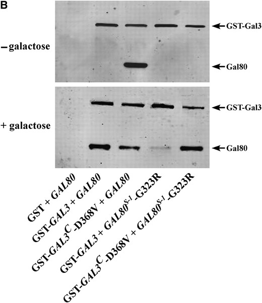 Allele-specific intergenic suppression of GAL80S-1-G323R by GAL3C-D368V. (A) Colony-growth assay. The strains Sc724 (genomic GAL80 WT), Sc750 (integrated GAL80S-0), Sc751 (integrated GAL80S-1), and Sc787 (GAL80S-2 carried on pMPW87) were transformed with the empty vector (pRS414), GAL3 WT (pTEB16), GAL3C-V69E (pCD71), GAL3C-F237Y (pCL-3C-311), GAL3C-S509P (pCL-3C-362), GAL3C-S509L (pCL-3C-371), or GAL3C-D368V (pCL-3C-322). Cells were grown in selective liquid media until late log phase, spotted onto the appropriate selective agar plates with or without galactose, and incubated for 4 days. Intergenic suppression was determined by colony growth directly coupled to expression of the HIS3 reporter gene driven by the GAL1 promoter integrated in the genome of each strain (PGALHIS3). (B) GST pull-down assay. Protein extracts were prepared from the strain Sc787 (gal1Δgal3Δgal80Δ) bearing GST (pMPW61), GST-GAL3 (pMPW60), or GST-GAL3C-D368V (pCLAGC-322) plus either GAL80 (pMPW82) or GAL80S-1-G323R (pMPW86). One milligram of protein extract was incubated with GT–Sepharose for 2 hr at 4° either in the absence or in the presence of galactose and ATP, washed three times, and then boiled and resolved on standard SDS–PAGE and analyzed by Western blot. GST-Gal3 and Gal80 were detected on the same blot by using a mixture of rabbit polyclonal anti-Gal80 (1:300 dilution) and rabbit polyclonal anti-GST (1:3000 dilution).