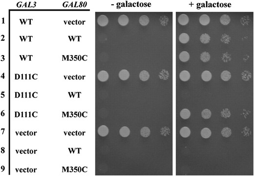 Intergenic suppression of a gal3-D111C noninducible mutation by a GAL80-M350C mutation. The strain Sc787 carrying GAL3 and GAL80 on separate plasmids was grown in selective liquid media until late log phase and 10-fold dilutions were spotted on selective agar plates with or without galactose and incubated up to 6 days. Intergenic suppression was determined by colony growth coupled to PGALHIS3 expression. Row 1, GAL3 WT (pMPW66) + vector (pRS416); row 2, GAL3 WT + GAL80 WT (pMPW82); row 3, GAL3 WT + GAL80-M350C (pCD125); row 4, GAL3-D111C (pCD123) + vector; row 5, GAL3-D111C + GAL80 WT; row 6, GAL3-D111C + GAL80-M350C; row 7, vector (pRS414) + vector; row 8, vector + GAL80 WT; row 9, vector + GAL80-M350C.