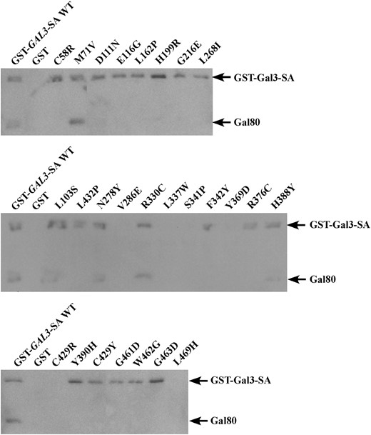 Physical interaction of GST-Gal3-SA variant proteins with Gal80 in vitro. Protein extracts from the strain Sc787 expressing GAL80 (pMPW82) and GST (pMPW61), GST-GAL3-SA (pCD121), or the GAL3 mutant alleles in the GST-GAL3-SA background were prepared. Approximately 1 mg of protein extracts was incubated with GT–Sepharose for 2 hr at 4°, washed three times, and then boiled and resolved on standard SDS–PAGE and analyzed by Western blot using antibodies against GST and Gal80 together at a 1:200 dilution.