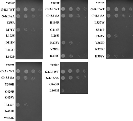 Impaired activation of the GAL promoter by the gal380NB mutant alleles. The strain Sc781 carrying the vector (pRS414), GAL3 WT (pTEB16), GAL3-SA (pAKS130), or the gal380NB mutant alleles in the GAL3-SA background was grown in selective liquid media until late log phase and 10-fold dilutions were spotted on selective agar plates. Activation of the GAL promoter was determined by colony growth coupled to PGALHIS3 expression.