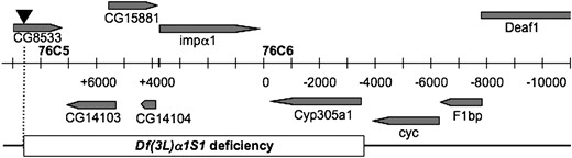 Gene arrangement of the 76C5–76C6 interval. Predicted and defined genes in the interval are shaded with the direction of transcription denoted by the arrowheads. The central bar indicates the scale of the region marked in 1-kb intervals with the demarcation between the 76C5 and 76C6 cytological band marked by the heavy vertical line. The inverted triangle above the CG8533 gene represents the white+ bearing P-element insertion at that site. The names of the primers used for PCR amplification of genomic regions are shown at the bottom of the bar. The extent of Df(3L)α1S1 is denoted by the open box. Map modified from FlyBase (Crosby  et al. 2007).