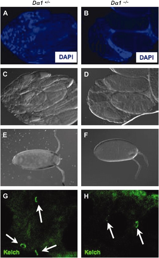 Morphology of Dα1 mutant ovaries. Ovaries dissected from >2-day-old females of the genotype Dα1+/− (A and C) or Dα1−/− (B and D) were DAPI stained (A and B) and examined with DIC imaging (C and D). Dα1−/− mutant ovaries contained fewer ovarioles than ovaries from Dα1+/− siblings. Unlaid mature eggs from Dα1+/− (E) and Dα1−/− (F) ovaries revealed only minor defects in overall egg morphology in mutant ovaries. Kelch immunofluorescence of Dα1+/− (G) and Dα1−/− (H) ovaries demonstrated that Kelch localizes to ring canals (arrows) in Dα1 mutant ovaries.