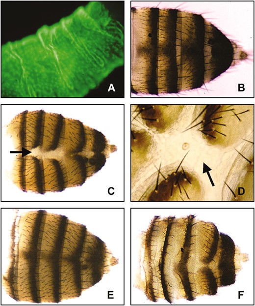 Tergite defects associated with overexpression of importin α1. (A) Gal4e22c/UASt-GFP third instar larvae showing GFP expression at a high level in the larval epidermis. (B) Standard w1118 flies not expressing importin α-transgenes show normal tergite development. (C) Ectopic expression of UASt Dα1 with Gal4e22c at 25° results in a partially penetrant defect in tergite development. (D) Higher magnification of abdomen shown in C. Adult hemitergites fail to properly fuse at the dorsal midline, leaving a stripe of presumptive larval tissue (arrows in C and D). (E) These phenotypes are suppressed by mutations in the Drosophila importin β1 homolog, Ketel. The majority of Gal4e22c, UASt Dα1/KetelRe34 (E) or Gal4e22c, UASt Dα1/KetelRx41 (not shown) adults display normal hemitergite fusion or very slight tergite defects (not shown). (F) Mutations in the Drosophila CAS homolog, Dcas, enhance the defect in abdominal development. Gal4e22c, UASt Dα1/Dcasl(2)k03902 surviving flies display abdomens with much thinner tergites and appear to have an abundance of presumptive larval tissue in the intertergal area.