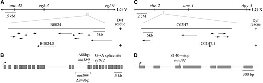 The genomic structures of che-12 and dyf-11. (A) che-12 was mapped to the indicated region of chromosome V. Rescue of the Dyf defect could be achieved by injection of the B0024 cosmid or the B0024.8 gene. (B) Genomic structure of B0024.8. The positions of the three alleles are shown. (C) dyf-11 was mapped to the indicated region of chromosome X. A single gene, C02H7.1, within cosmid C02H7, could rescue the Dyf defect. (D) Genomic structure of C02H7.1 and position of the mn392 allele.