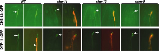 CHE-12 and DYF-11 localize to cilia. Left image of a pair, GFP alone. Right image, GFP and mCherry overlay. CHE-12 localizes to the cilium of ASER (arrows). The localization of CHE-12 is disrupted in che-13(1805) and osm-5(184) IFT-B mutants (note low intensity of GFP within cilium) and to a lesser extent in che-11(1810) IFT-A mutants. DYF-11 is normally localized within cilia of wild-type animals. This localization is not affected by the che-11, che-13, and osm-5 mutations. All transgenes are driven by the gcy-5 promoter, which is expressed specifically in ASER. Bar, 5 μm.