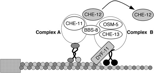 A hypothetical model showing the functions of CHE-12 and DYF-11 in sensory cilia. The IFT subcomplexes A and B, linked by the BBS-8 protein, are moved along the ciliary microtubules by the kinesin-2 and OSM-3 motors. DYF-11 might interact with microtubules as well as with the IFT-B protein complex, acting to promote association of CHE-13 and OSM-5 proteins with the complex. CHE-12 is transiently associated with the IFT particle to be transported into the cilium, where it is released and accumulates. Not all known IFT particle components are shown in this diagram.
