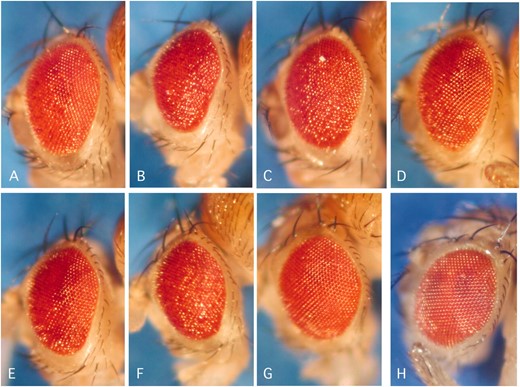 Light stereomicrographs of transgenic Drosophila eyes coexpressing Aβ42 and selected modifier mutations. (A) Aβ42-only expressing flies. (B–F) Enhancers of the Aβ42 eye phenotype. (G–H) Suppressors of the Aβ42 eye phenotype. Shown are flies coexpressing Aβ42 and Dsp1KG06700 (B), ATP7EY07895 (C), svrEP(X)0356 (D), SNFγKG10152 (E), CG6767KG00420 (F), EP(3)3603 (G), or EP(3)3348 (H).