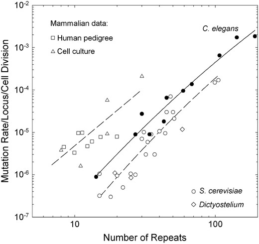 Scaling of the mutation rate with the number of repeat units in the ancestral locus on a per-cell-division basis. The data for C. elegans are taken directly from this study, with the data for the two shortest length classes being pooled, as most such loci exhibited no mutations. We assumed 10 germline cell divisions per generation for this species. The data for yeast are taken from direct observations on dinucleotide repeats from Wierdlet al. (1997) and Legendreet al. (2007). The data for Dictyostelium are taken from McConnellet al. (2007). The data for humans are pooled from several parent–offspring analyses (□) (Brinkmannet al. 1998; Leopoldino and Pena 2003; Henke and Henke 2006; Hohoffet al. 2007) and assume 200 germline cell divisions per generation. The mammalian cell-line data (▵) are taken from experimental investigations by Yamadaet al. (2002) and Hileet al. (2000) of mice and humans, respectively. Due to the lack of germline developmental data, we cannot include D. pulex in this comparison. The data for C. elegans and S. cerevisiae are fitted with second-order polynomials, respectively: y = −10.70 + 4.56x − 0.44x2 (r2 = 0.962) and y = −11.78 + 5.08x − 0.53x2 (r2 = 0.874). The mammalian data are fitted to the combined linear regression y = −8.09 + 2.77x (r2 = 0.749).