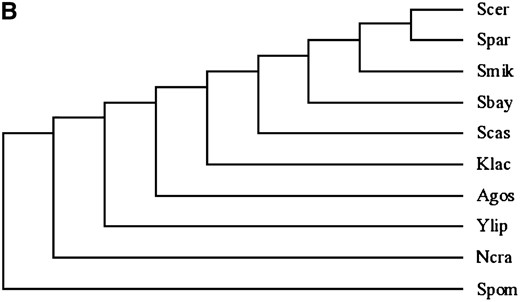 (A) Synteny relationships in the BSC4 region in different fungi species. (B) Phylogenetic tree of the fungi species used in A. Sbay, S. bayanus; Smik, S. mikatae; Spar, S. paradoxus; Scer, S. cerevisiae; Agos, Ashbya gossypii; Spom, Schizosaccharomyces pombe; Ylip, Yarrowia lipolytica; Ncra, Neurospora crassa. The dashed arrows in A indicate an orthologous relationship.