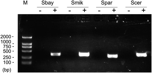 RT–PCR results. “−” indicates the RT–PCR-negative controls in which everything is the same as the positive (+) except omitting reverse transcriptase. Sbay, S. bayanus; Smik, S. mikatae; Spar, S. paradoxus; Scer, S. cerevisiae.