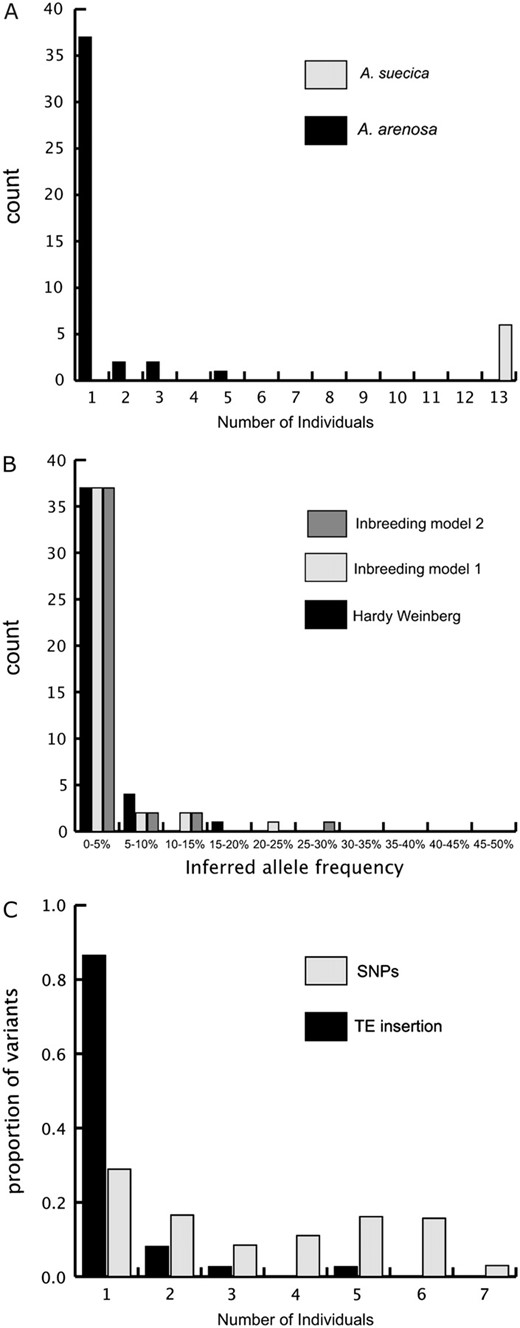 (A) Frequency distribution of Ac-III elements in A. arenosa and A. suecica. The x-axis shows the number of individuals and the y-axis shows the number of insertion sites present in x individuals. Total sample sizes were 9 individuals in A. arenosa and 13 in A. suecica. (B) Inferred allele-frequency distribution of Ac-III elements in A. arenosa. Both models of inbreeding give the same inferred frequency spectrum. (C) Comparison of the frequency distribution of single-nucleotide polymorphisms (SNPs) and TE insertions. The x-axis shows the number of individuals, and the y-axis is the proportion of minor-frequency SNP alleles and TE insertions found in x individuals.