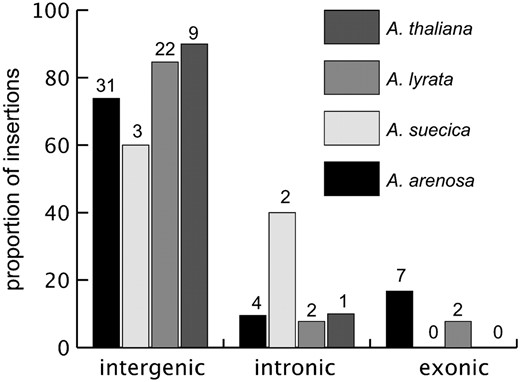 Proportion of insertions into different genomic locations. The x-axis shows the sample population (A. suecica, A. arenosa, A. lyrata, and A. thaliana). The y-axis shows the percentage of insertion sites in each genomic location. Numbers on the bars indicate the observed numbers of insertions.