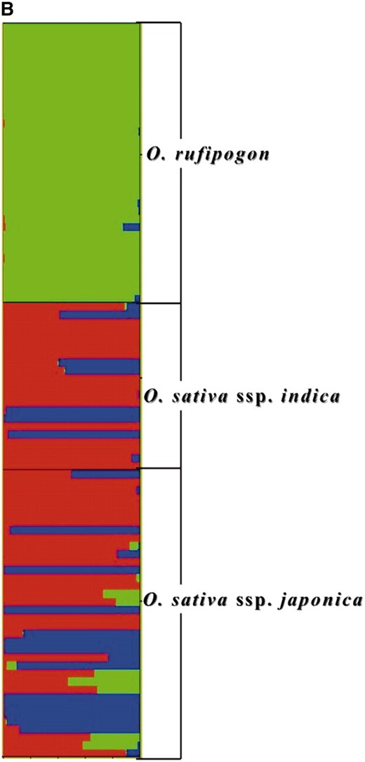 (A) Unrooted neighbor-joining tree based on C.S. chord distance using 46 nuclear microsatellites. The admixed varieties are indicated with an asterisk. Bootstrap support values are shown. (B) Estimated population structure for 70 accessions of O. sativa and O. rufipogon from 46 microsatellite loci. Horizontal bars along the vertical axis represent each accession. For all the analyzed accessions, the proportion of ancestry under K = 3 clusters that can be attributed to each cluster is given by the length of each colored segment in a bar.