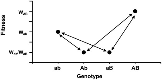Sign epistasis as incorporated in the model. Fitnesses of each of the four possible genotypes for a pair of biallelic loci. Arrows illustrate mutational pathways. Genotype ab represents a local fitness peak, AB is the global optimum, and aB and Ab represent fitness troughs.