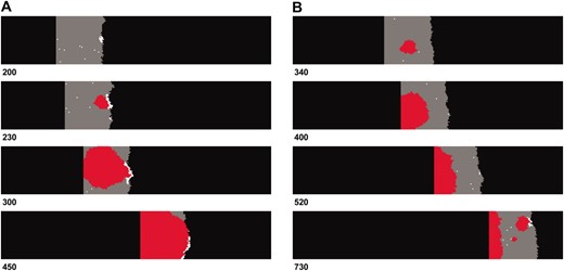 Snapshots of two independent simulations illustrating the typical dynamics observed. Unoccupied habitat is shown in black. Gray areas depict demes containing wild-type individuals and white and red for single and double mutants, respectively. (A) An instance where single mutations surf at the edge of the range and a double mutant arises within this population. This genotype then propagates through the shifting range. (B) An example where both single mutations occur simultaneously within a single individual toward the middle of the range; additionally a second double mutant later arises following a single mutant surfing event. The number of generations that has occurred is shown for each snapshot. Parameters used were K = 10, R = 1.8, d = 0.1, WAb/aB = 0.2, and WAB = 3.0.
