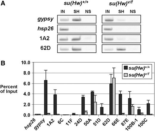 ChIP analysis of endogenous Su(Hw) sites in a wild-type and su(Hw) mutant background. (A) PCR analysis. Shown are representative examples of PCR products obtained from chromatin material that was either directly purified (input, or IN) or immunoprecipitated with either Su(Hw) antibody (SH) or a nonspecific rabbit (NS) antibody. Amplified regions correspond to the gypsy insulator, hsp26 coding region, and Su(Hw) insulators 1A-2 and 62D. Chromatin was derived from wild-type [Su(Hw)+/+] and mutant [Su(Hw)v/f] larvae. (B) ChIP analysis of endogenous SIs. The percentage of input was determined by quantifying the intensity of the PCR product in the immunoprecipitated fraction relative to input. Wild-type ratios are indicated by solid bars, while mutant ratios are indicated by shaded bars. The average of at least three ChIP experiments is shown, with error bars indicating the standard deviation.