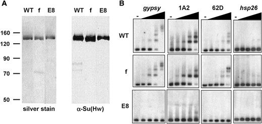 Su(Hw)f associates with the gypsy insulator, 1A-2, and 62D in vitro. (A) Analysis of purified Su(Hw) protein. Wild-type (WT) and mutant Su(Hw) proteins were purified from E. coli, run on an SDS–polyacrylamide gel, and detected by silver staining (left) or with a Su(Hw) antibody (right). Su(Hw)f (f) carries a point mutation that inactivates zinc finger 10, while Su(Hw)E8 (E8) carries a point mutation that inactivates zinc finger 7. The positions of the protein size markers (in kilodaltons) are shown at the left. (B) EMSA analyses. Results are shown for 32P-labeled DNAs corresponding to four DNA fragments (the gypsy, 1A-2, and 62D insulators and the hsp26 coding region) that were incubated with no (-) or increasing amounts of the wild-type (WT) or Su(Hw) mutant proteins (f, E8). The amount of recombinant protein was increased threefold in each lane, beginning at 0.003 μg.