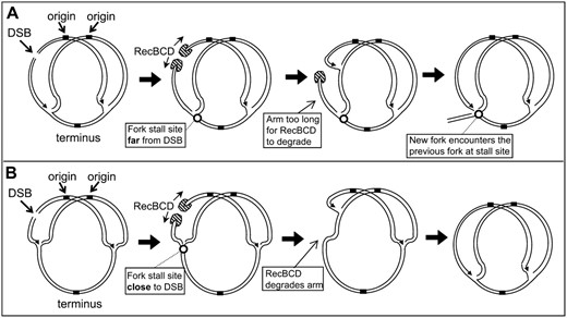 A model explaining how DNA replication forks initiated for DSB repair could lead to hotspots where DNA replication forks stall. Additionally the model explains why sites where replication forks stall that are close to a DSB may not form hotspots, but sites farther from the DSB could form hotspots. A and B show a chromosome that has been partially replicated from the single origin of DNA replication. (A) A hypothetical situation where a fork stall site is far from a DSB; (B) a stall site close to a DSB. In both cases the RecBCD enzyme should degrade at both ends of the DSB. However, the RecBCD enzyme that processes the DSB end toward the origin is quickly converted to a replication fork progressing toward the terminus because of frequent chi sequences in one orientation. The RecBCD enzyme is indicated in crosshatching and the site where replication forks stall is indicated with a small circle. See text for details.