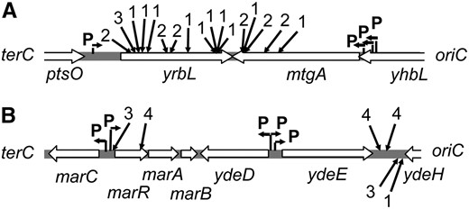 DSBs stimulate TnsABC+E transposition at multiple different positions in the yrbL-mtgA and marR/ydeE-ydeH hotspots. Solid arrows indicate the relative position of TnsE-mediated insertion events, filled arrows above the line indicate left-to-right insertions, filled arrows below the line indicate right-to-left insertions. (A) The yrbL-mtgA hotspot (3346–3347 kb). Insertions were from Figures 1B and 4, A–C. (B) The marR/ydeE-ydeH hotspots (1617/1620–1621). Insertions were from Figure 1D and 4, A –C. The number indicates the Tn10 allele that was used to induce DSBs in the strain; yhfT-3084∷Tn10 (1), smg-3082∷Tn10 (2), and b3219-6∷Tn10 (3), and zbi-29∷Tn10 (4). Open arrows indicate the orientation of the open reading frames. Predicted sigma 70 promoters are shown with bent arrows and indicated (P) from PEC (http://www.shigen.nig.ac.jp/ecoli/pec/). The oriC and terC proximal sides of the region are shown.